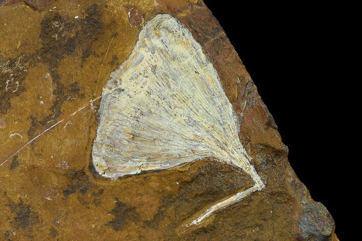 Fossil Ginkgo Leaf From North Dakota - Paleocene #132547
